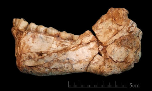 The bone morphology here and the dentition display a mosaic of archaic and evolved features, clearly assigning it to the root of our own lineage.